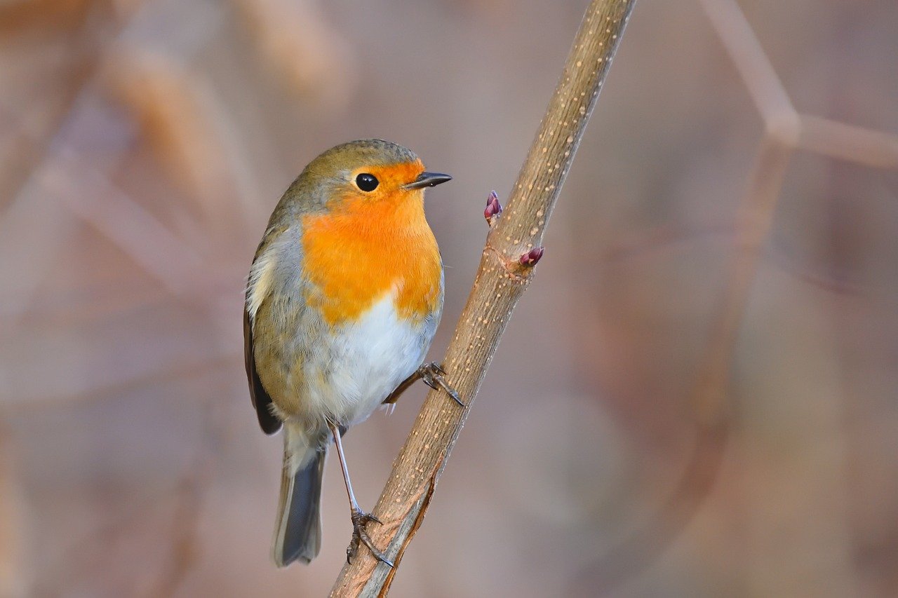 robin, bird, animal-8648058.jpg